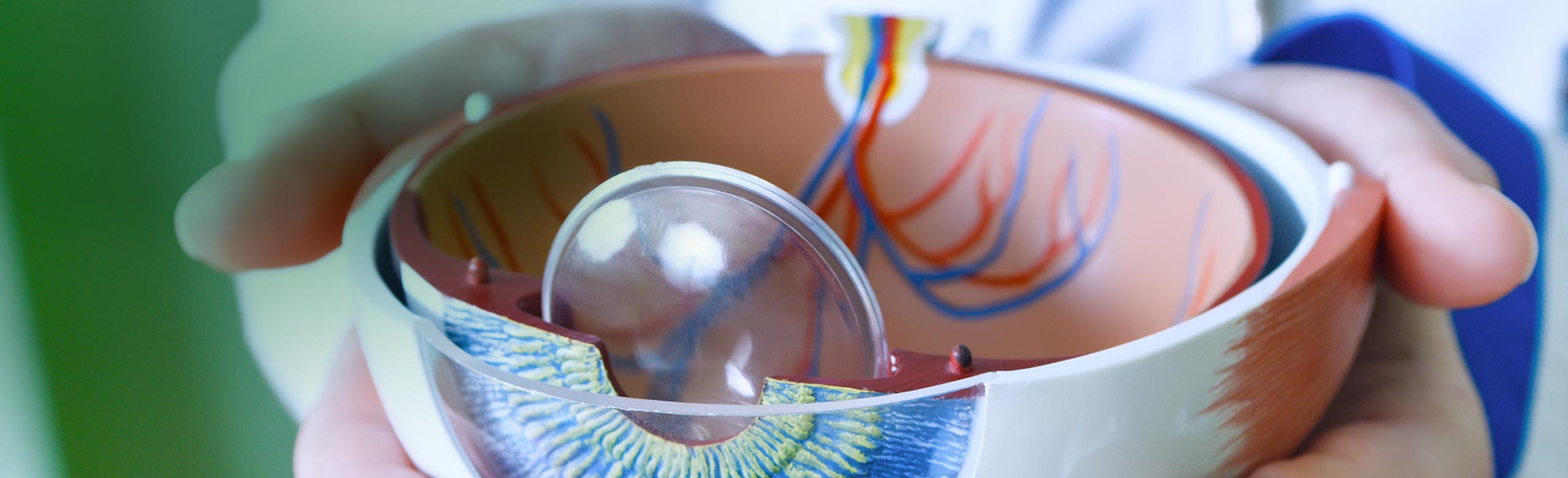Imagen de unas manos sujetando un modelo anatómico de un ojo de plástico.